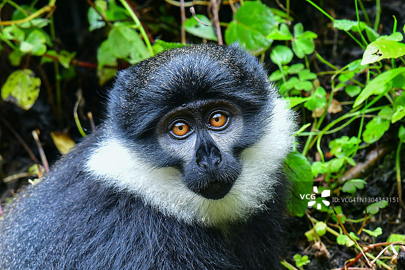 洛斯特猴图片素材