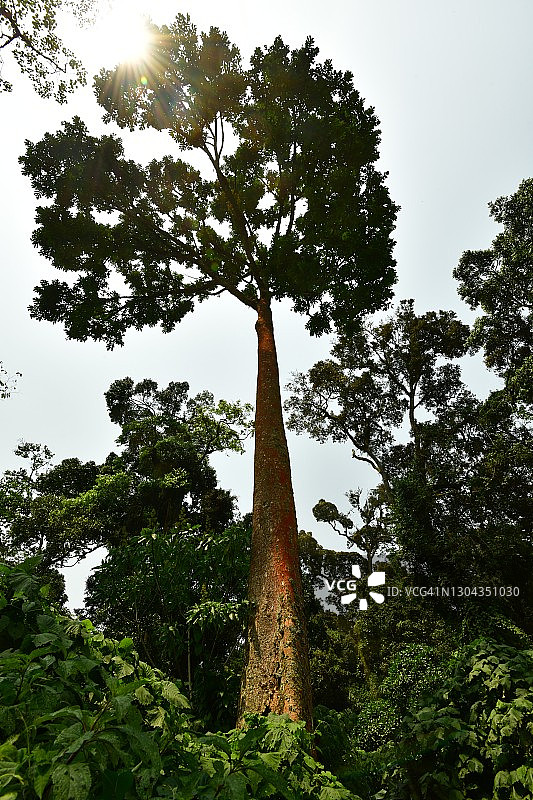 热带雨林中的大树图片素材