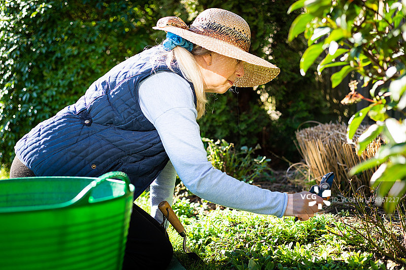 年长的女人在阳光下园艺图片素材