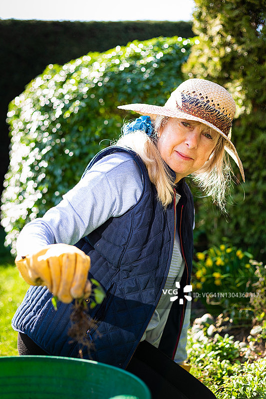 年长的女人在阳光下园艺图片素材