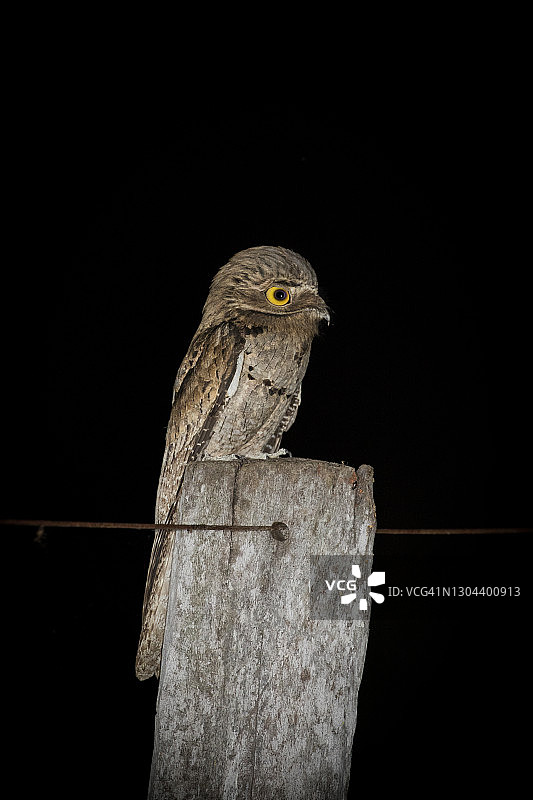 普通林鸱图片素材