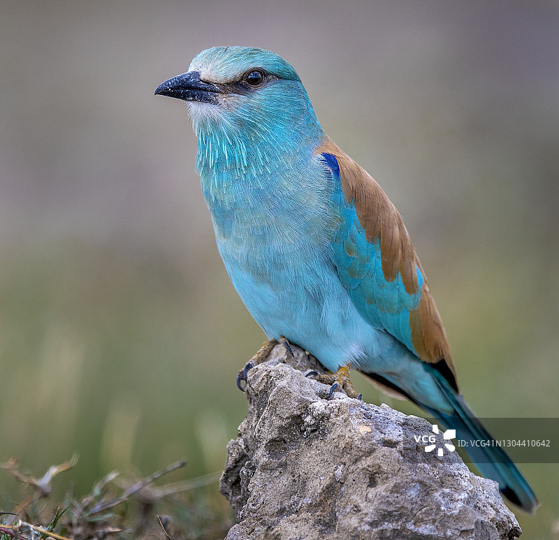 栖息在树枝上的欧亚roller鸟图片素材