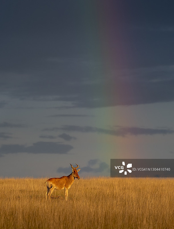 塞伦盖蒂的狷羚图片素材
