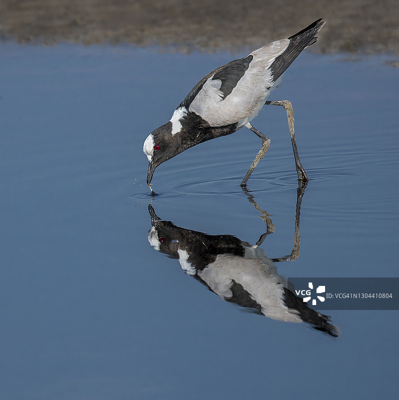 黑斑翅鸻在静水中的倒影图片素材