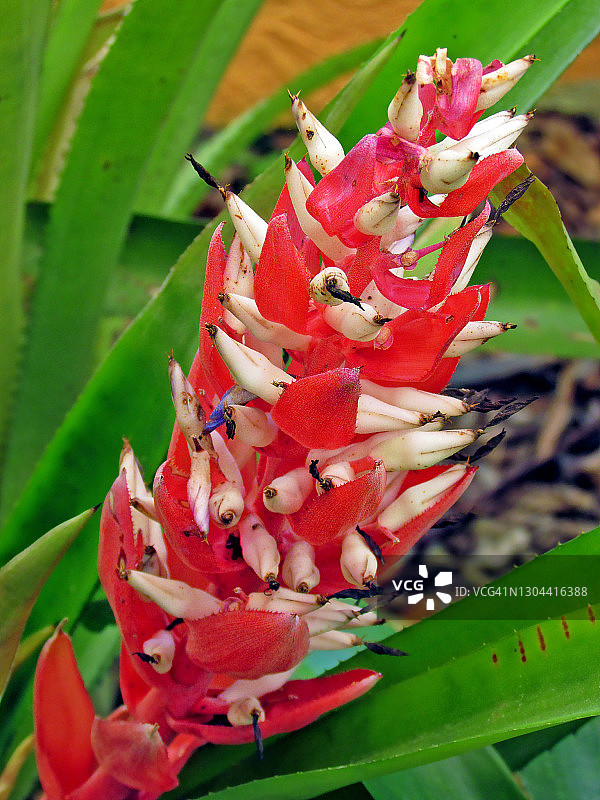 热带雨林中的凤梨花序图片素材
