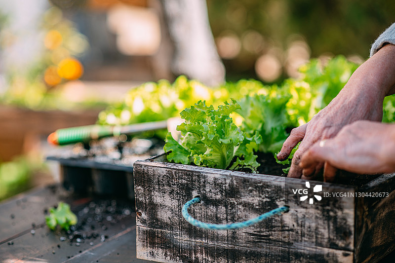 女人在家庭花园里种植莴苣幼苗图片素材