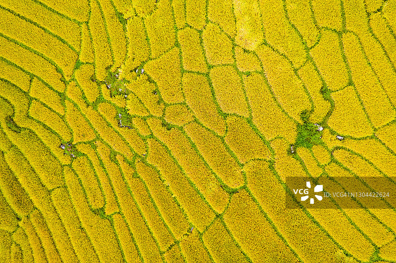 泰国清迈茵他侬山最美丽的梯田航拍图图片素材