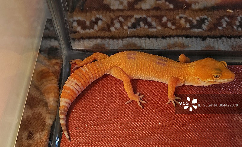 放松的豹纹守宫图片素材