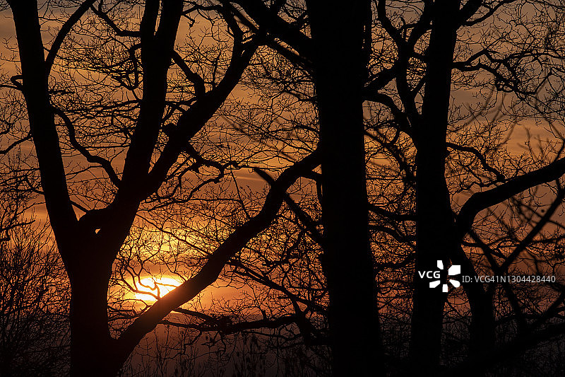 林地冬季日落图片素材