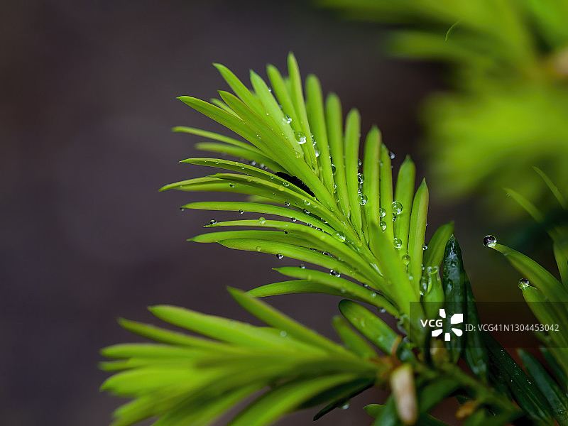红豆杉发芽图片素材