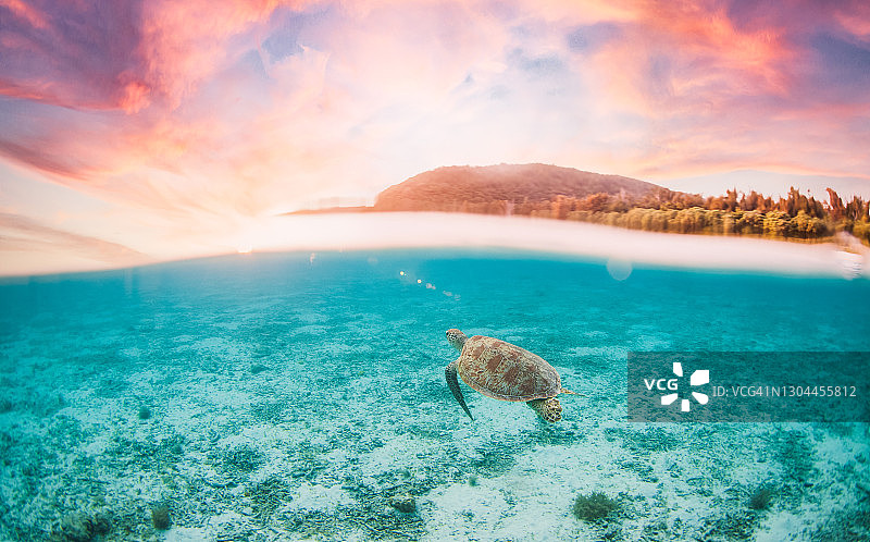 日落时分在天堂游泳的海龟的仰视/俯视图片素材