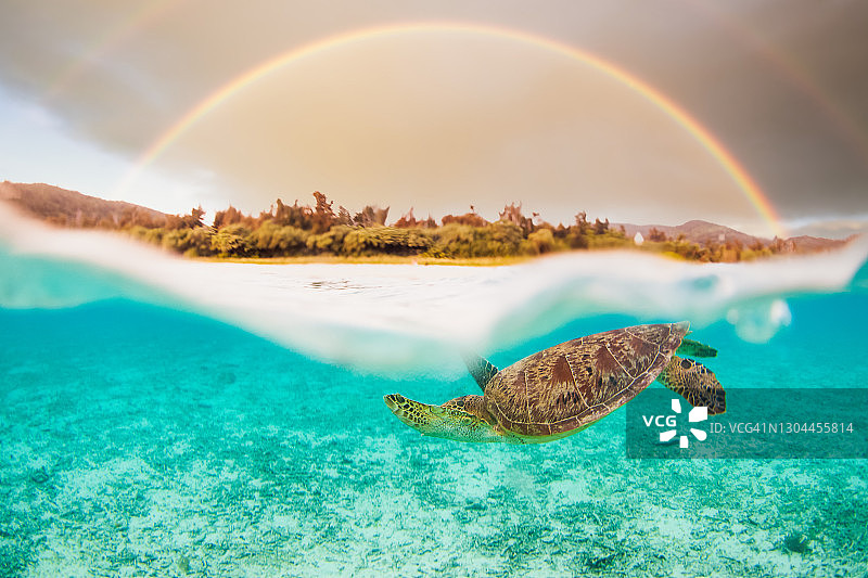 海龟和上方双彩虹的仰视/俯视图片素材