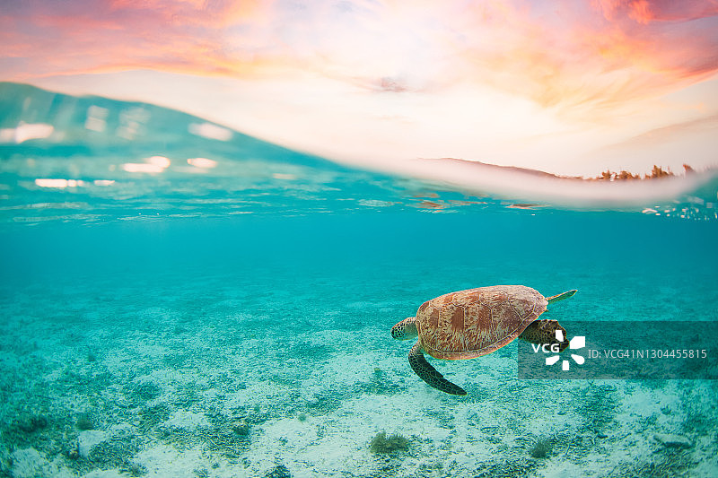 日落时分在天堂游泳的海龟的仰视/俯视图片素材