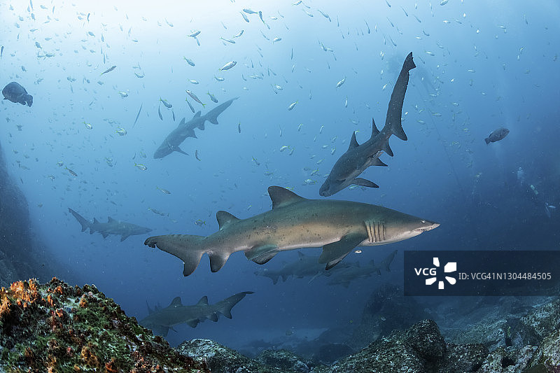 澳大利亚新南威尔士州鱼岩洞穴外的沙虎鲨群图片素材