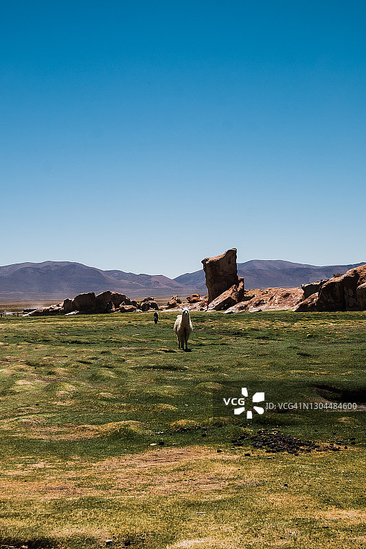 玻利维亚黑湖附近的羊驼图片素材