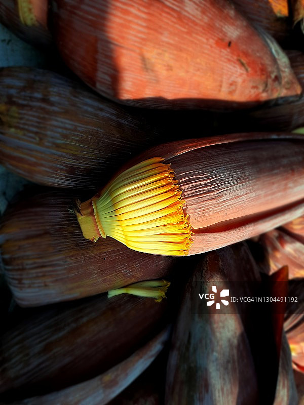 香蕉花图片素材
