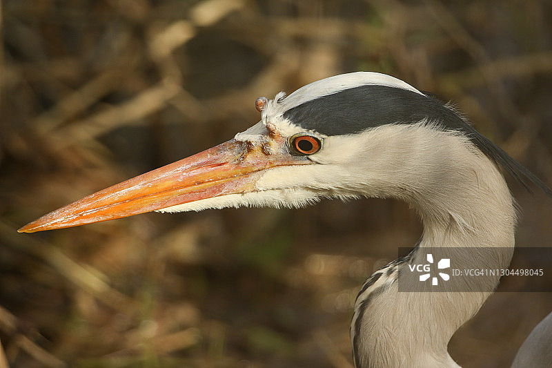 苍鹭在河岸边捕食的头部特写图片素材
