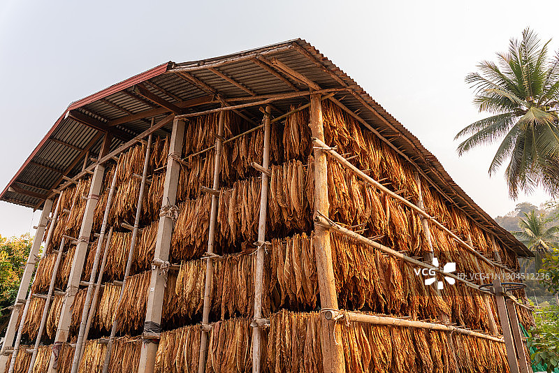 谷仓里悬挂晾晒的白肋烟图片素材