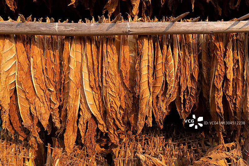 谷仓里悬挂晾晒的白肋烟图片素材