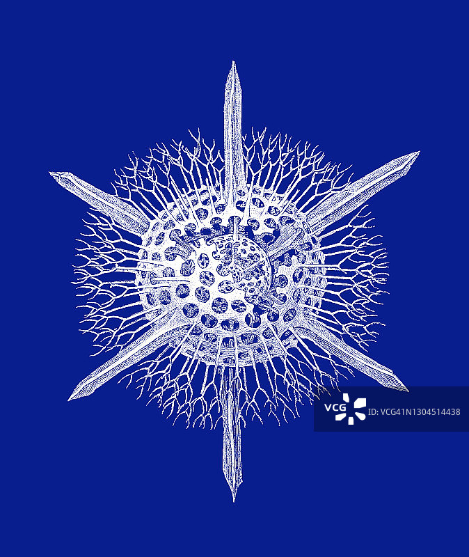 放射虫、太阳虫古老雕刻插图图片素材