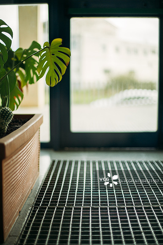 房屋入口处的龟背竹图片素材