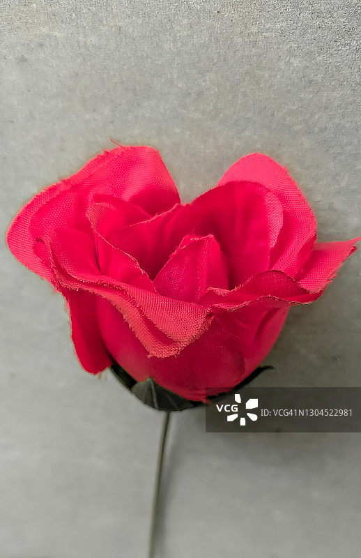 粉色玫瑰图片素材