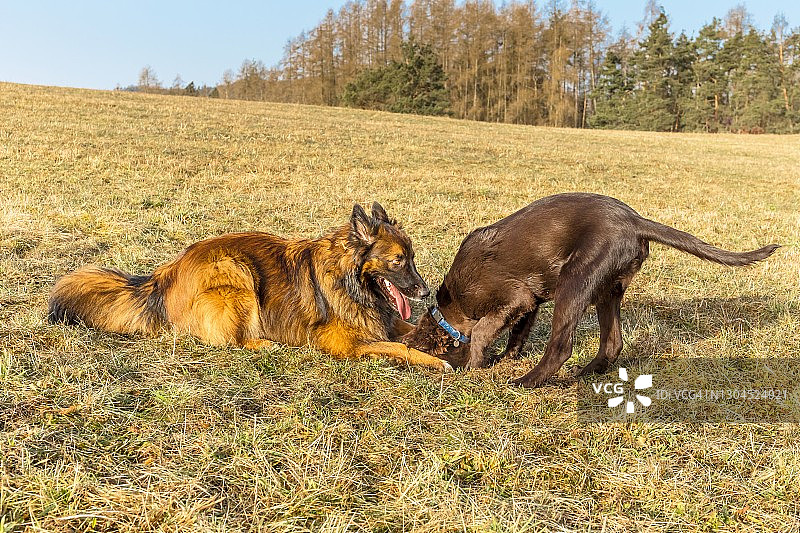 棕色平毛寻回犬幼犬在草地上捕猎老鼠，牧羊犬和小狗图片素材