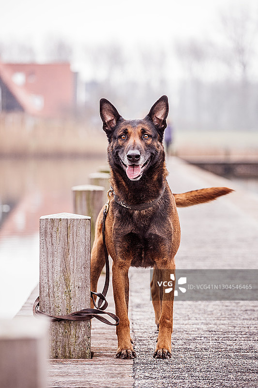 纯种狗在户外的肖像图片素材
