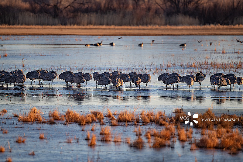 沙丘鹤在浅水中站立睡觉图片素材