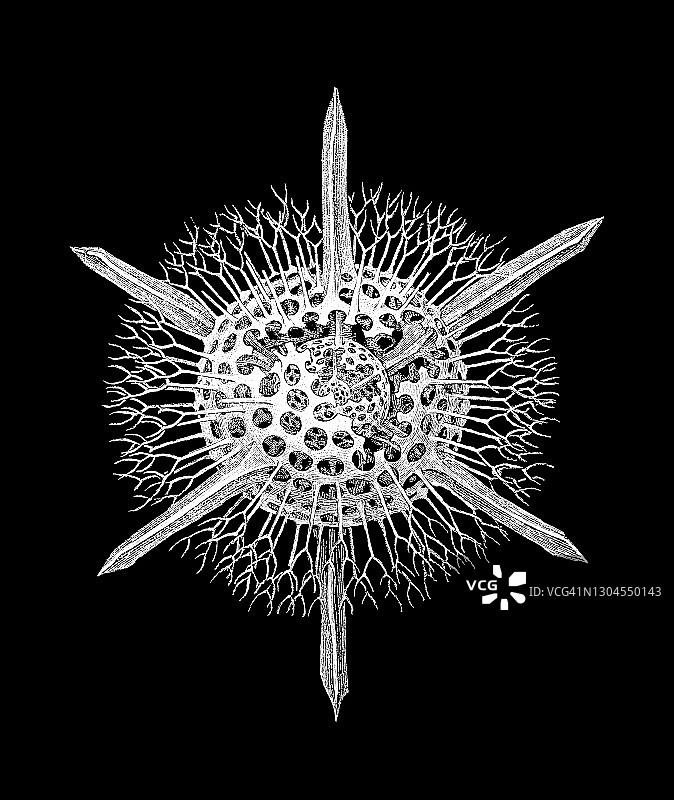 古老版画：放射虫图片素材