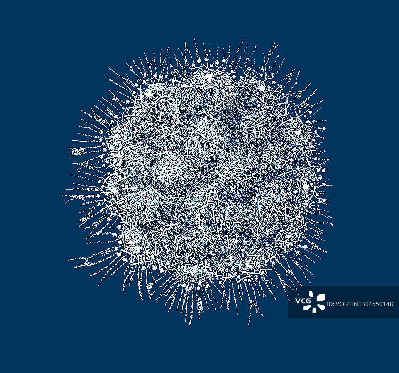 古老版画：放射虫图片素材