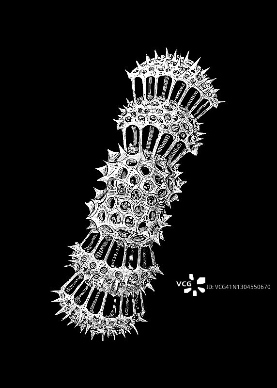 古老版画：放射虫图片素材