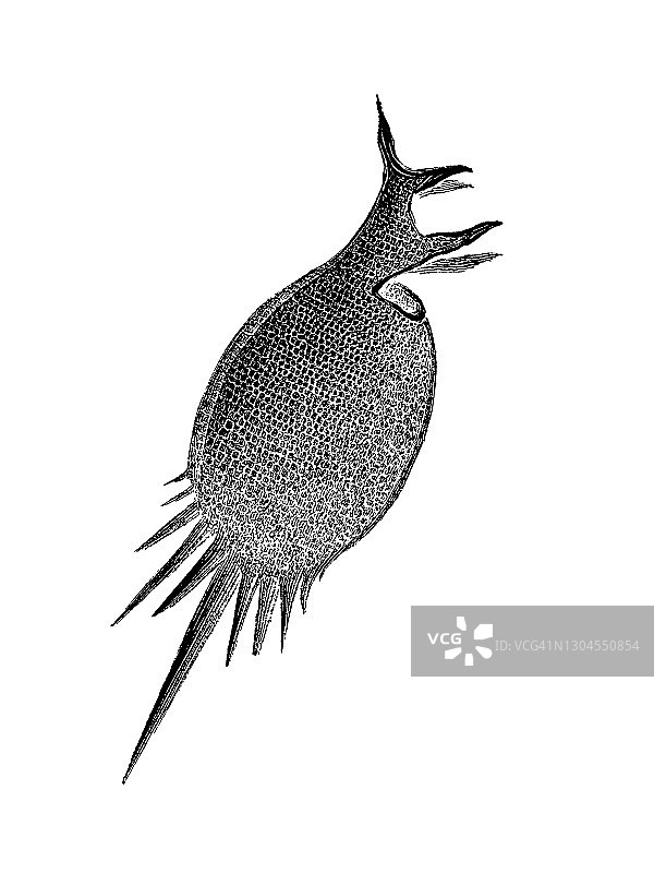 古老版画：放射虫图片素材