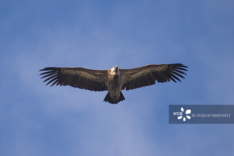 茶色秃鹫图片素材