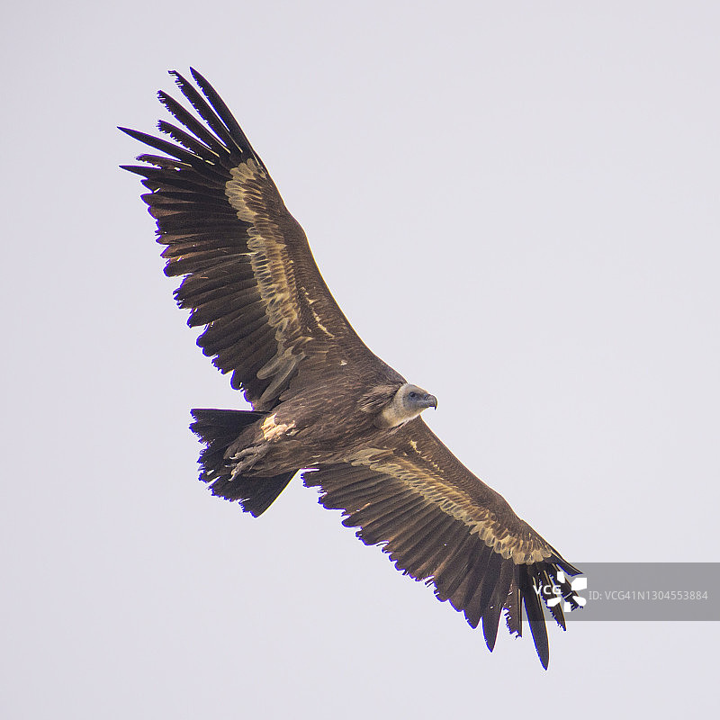 茶色秃鹫图片素材