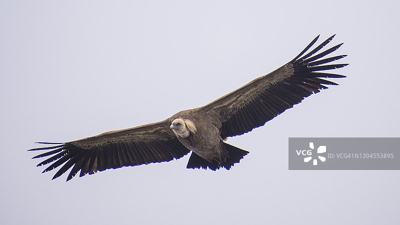 茶色秃鹫图片素材