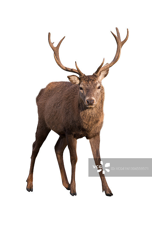 惊讶的鹿图片素材