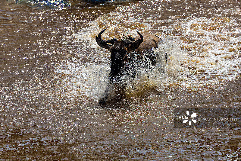 马拉河大迁徙中的角马图片素材