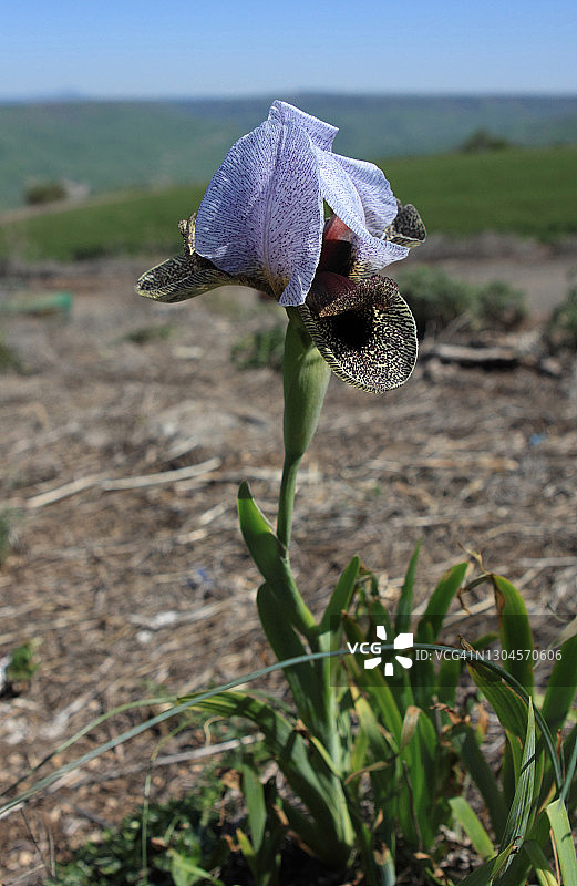鸢尾花图片素材
