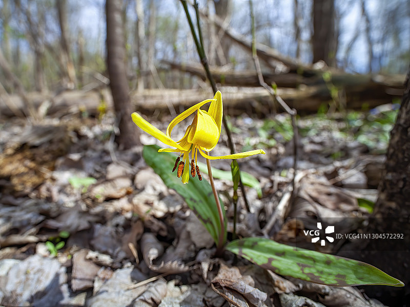 黄色冰川百合图片素材
