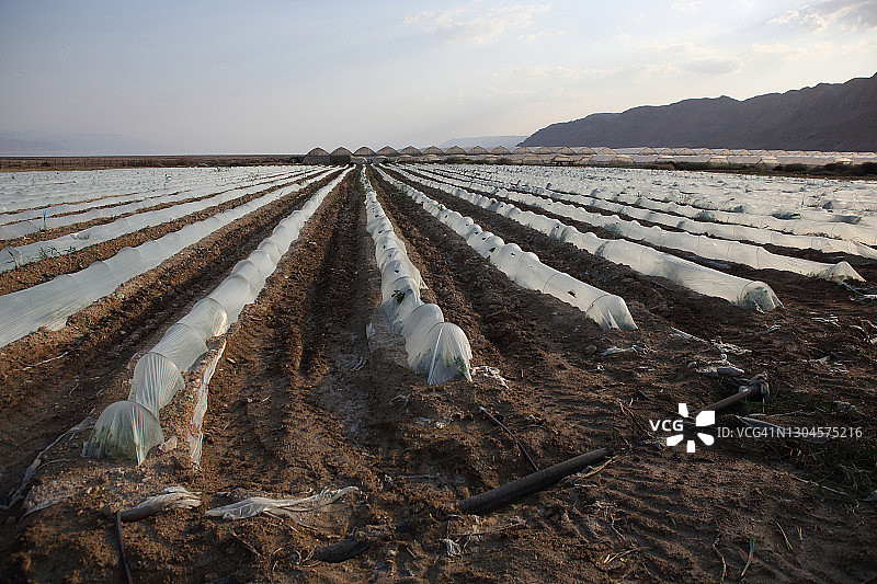 死海沿岸的甜瓜地图片素材