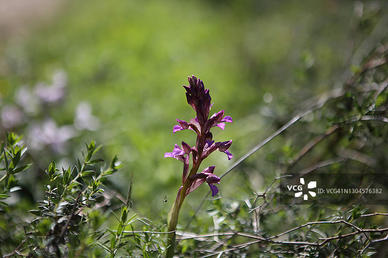 粉色蝴蝶兰，一种野花图片素材
