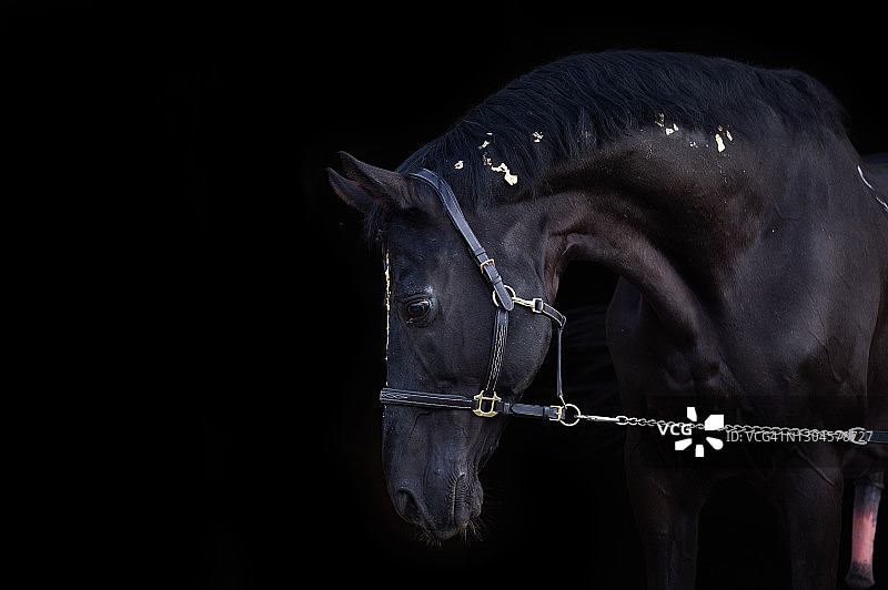 黑色运动型特雷克纳种马艺术肖像，粉金色装饰，黑色背景图片素材