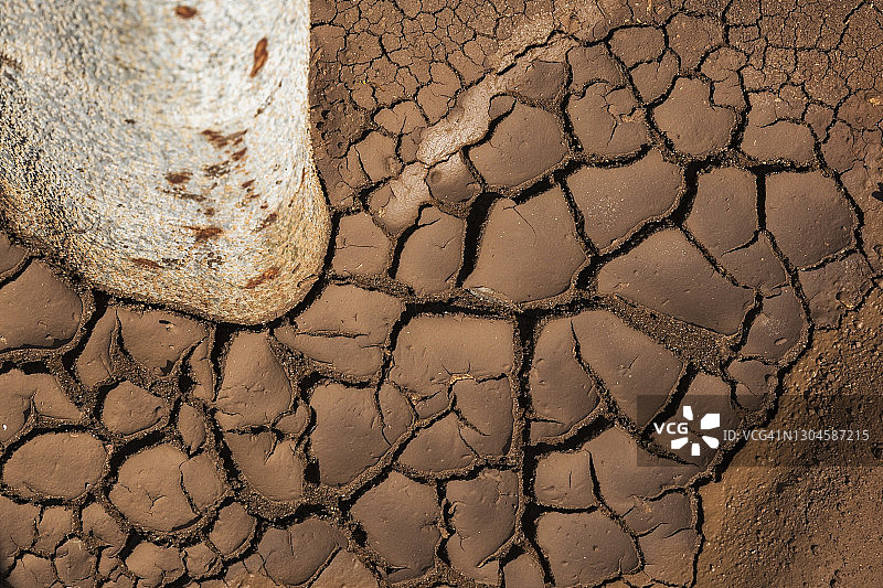 落叶树根部的干裂泥土图片素材