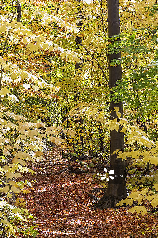 秋季落叶混交林中的小径图片素材