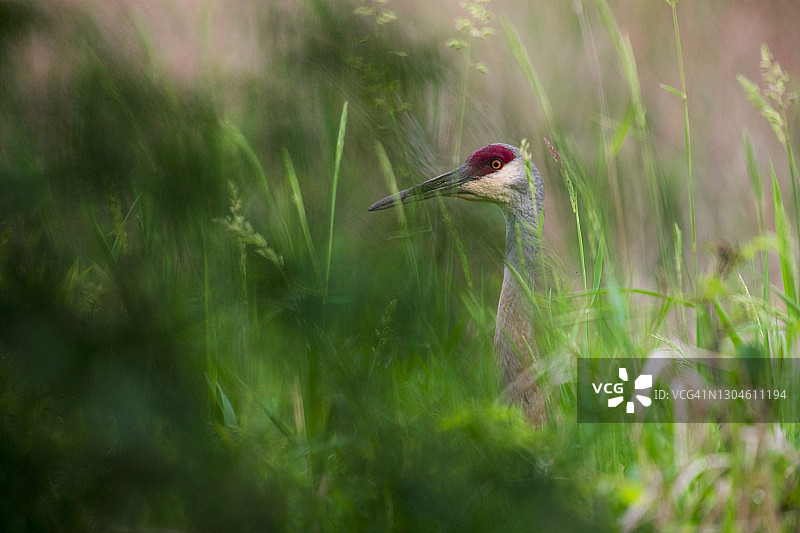 明尼苏达州草地上的沙丘鹤图片素材