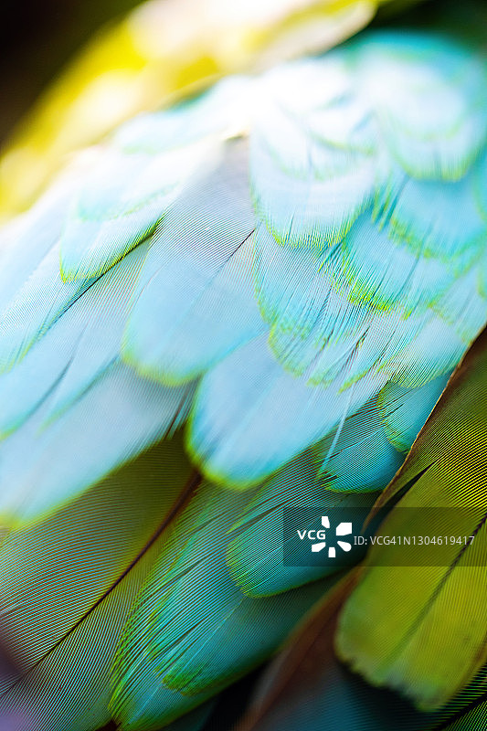 绿翅金刚鹦鹉鲜艳羽毛特写图片素材