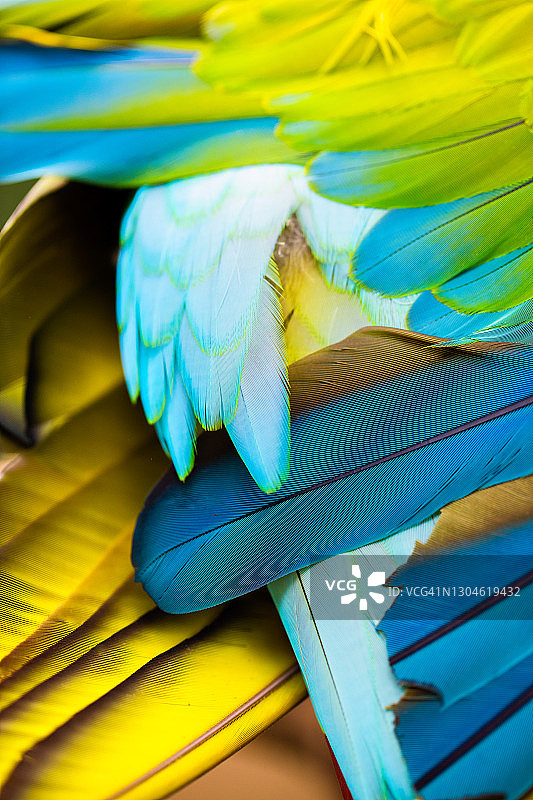 绿翅金刚鹦鹉鲜艳羽毛特写图片素材