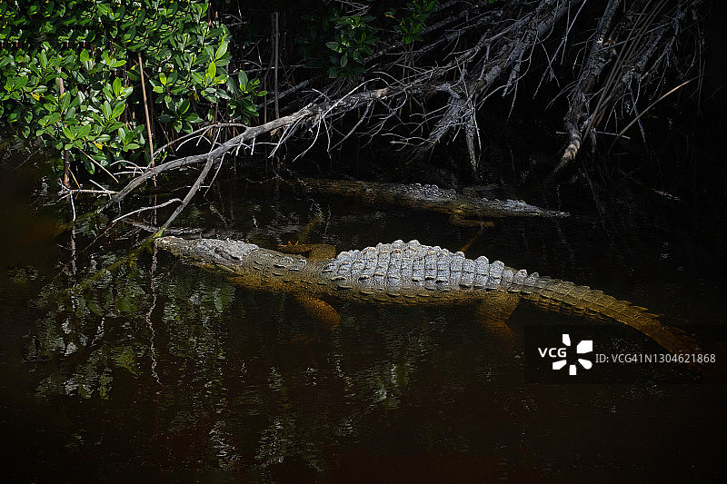 大沼泽地中的美洲鳄图片素材