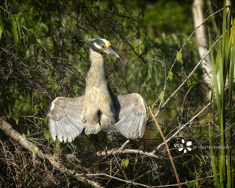张开翅膀沐浴阳光的黄冠夜鹭图片素材